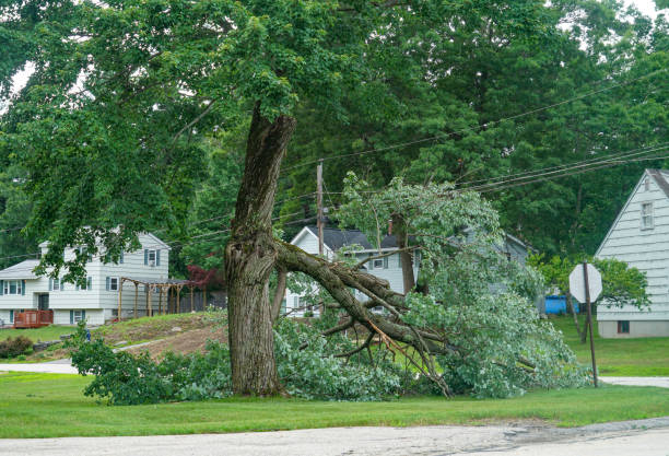 How Our Tree Care Process Works  in  Auburn Hills, MI